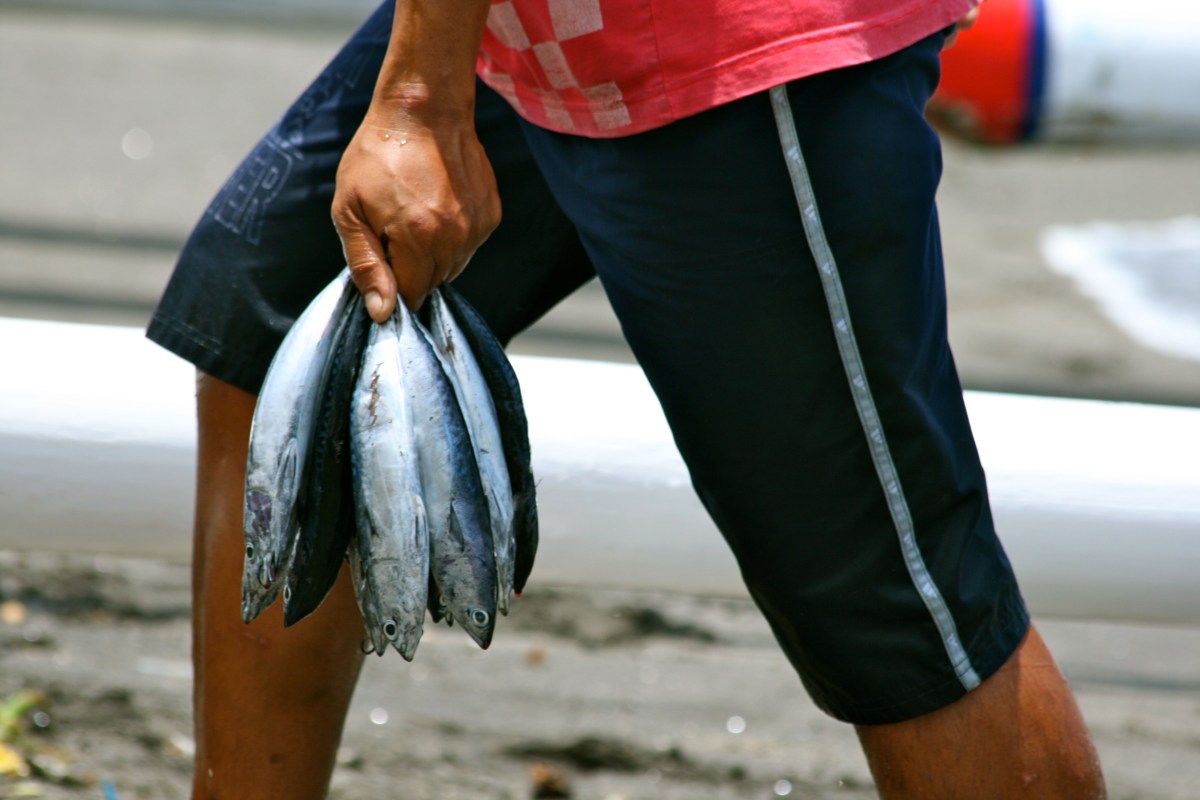 Baby mackerel Lombok