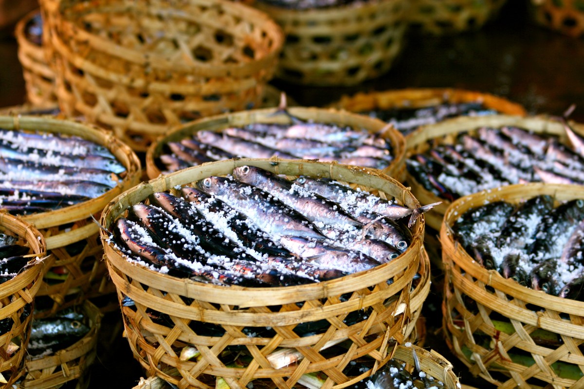 Salted Mackerel Lombok