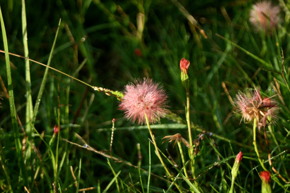 Wild flowers en route to San Antonio beach